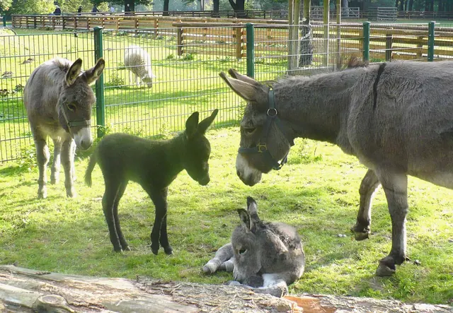 Lindenthaler Tierpark Esel