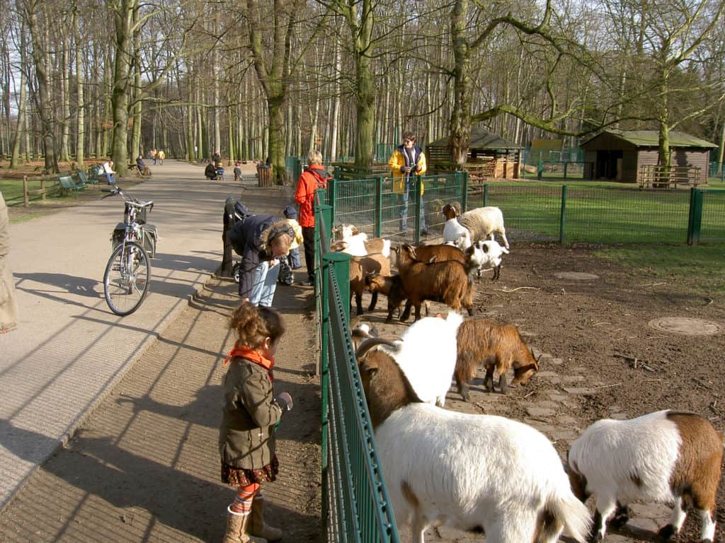 Lindenthaler Tierpark Ziegen