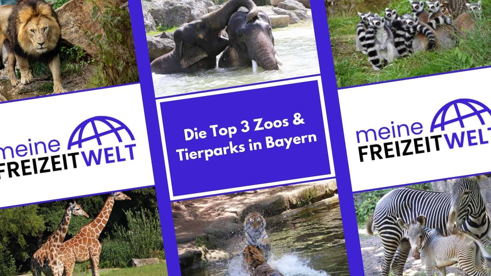 Die Top 3 Zoos & Tierparks in Bayern