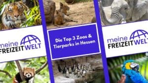 Die Top 3 Zoos & Tierparks in Hessen