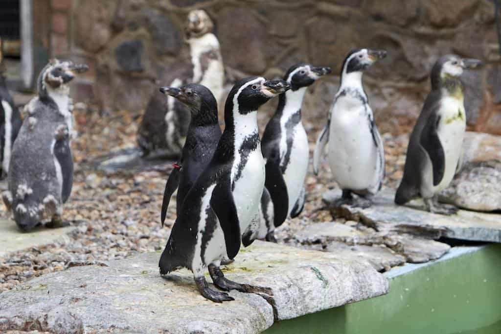 Zoo Schwerin Pinguine