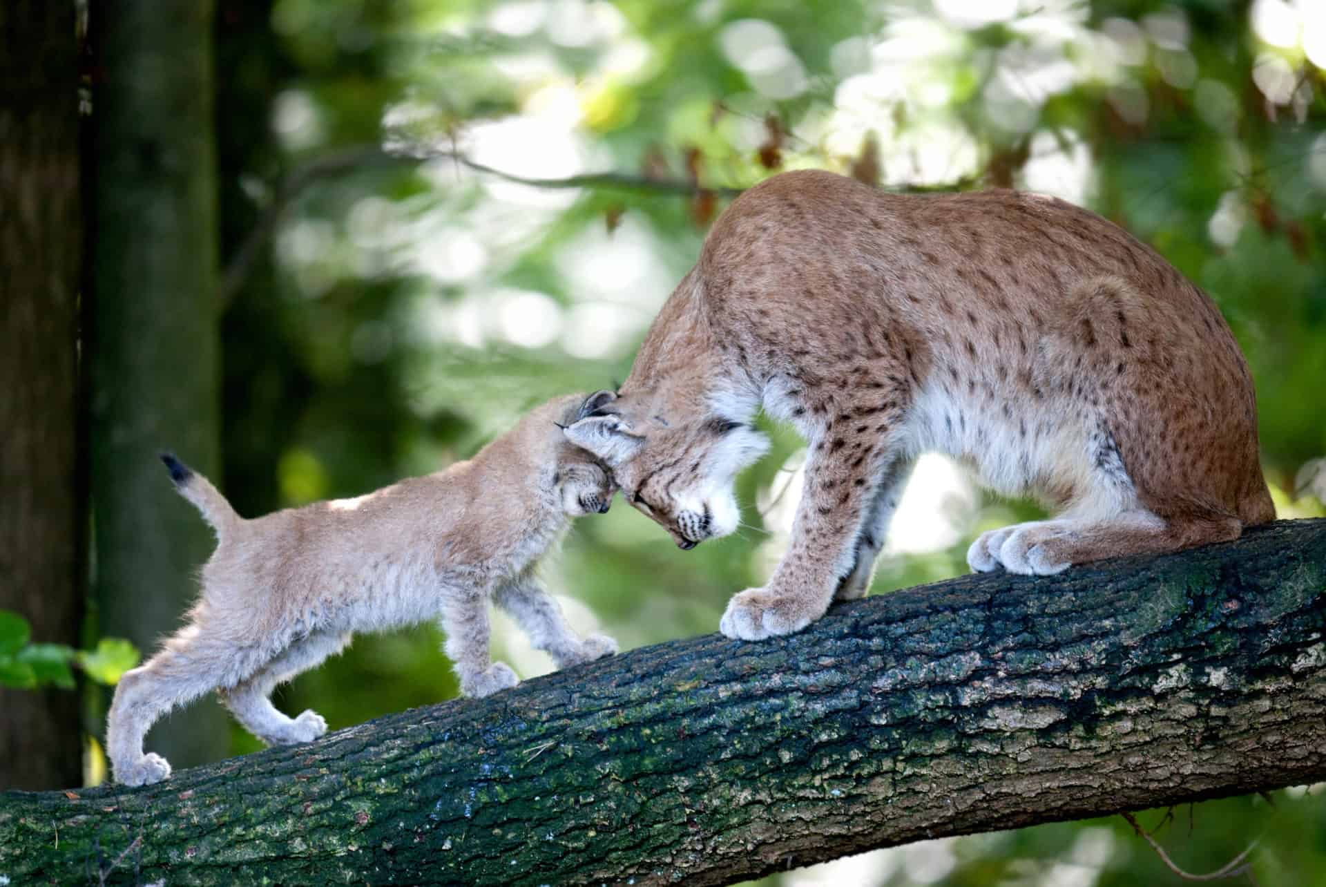Stilvolle Tierparks Baden Wrttemberg Bild
