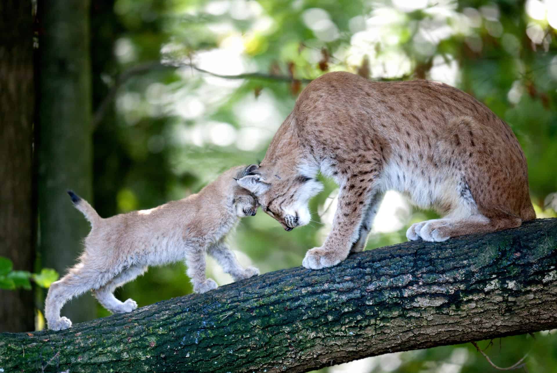 Stilvolle Tierparks Baden Wrttemberg Bild