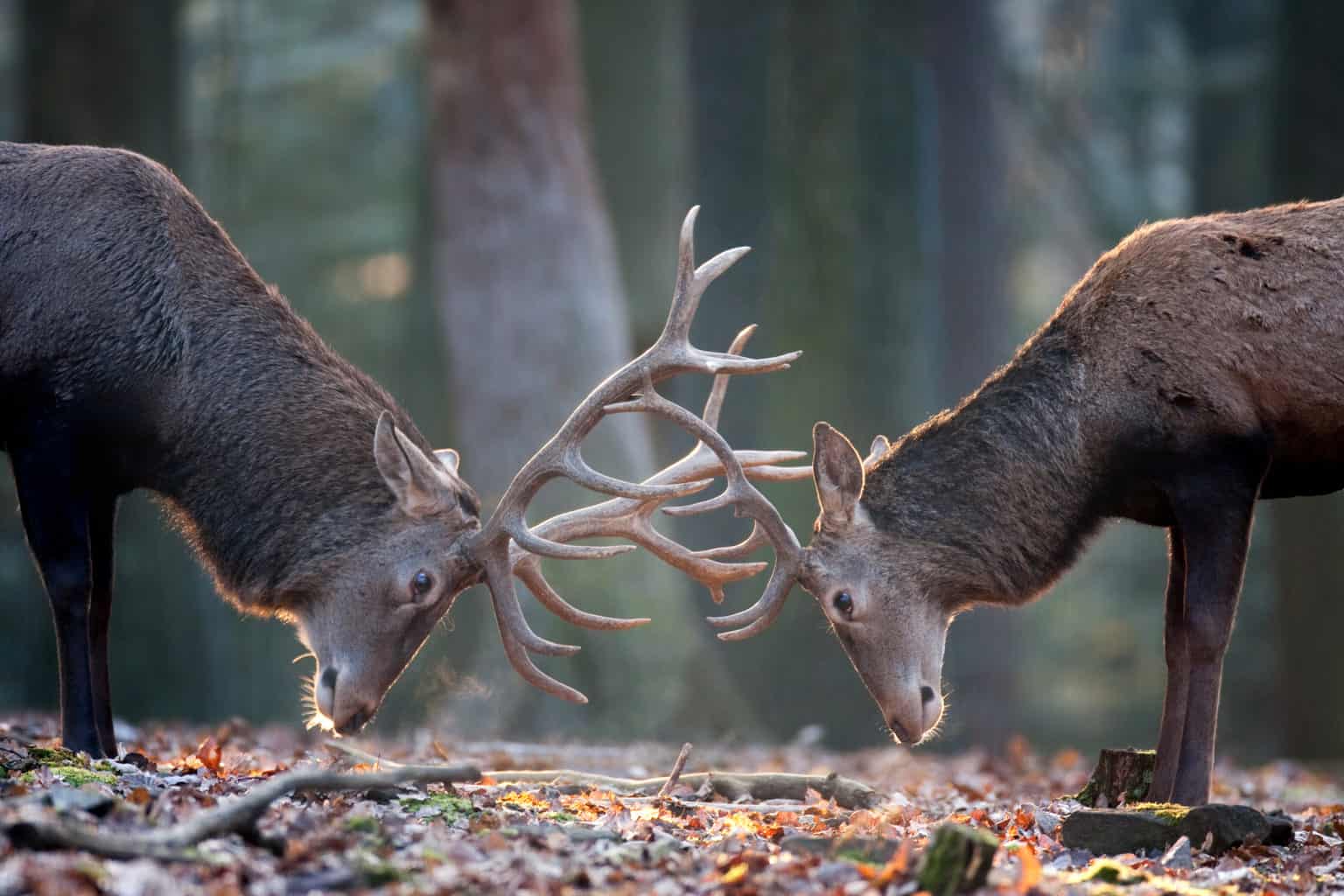 Stilvolle Tierparks Baden Wurttemberg Bild