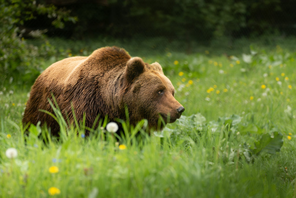 Bärenwald Müritz / Mecklenburg-Vorpommern