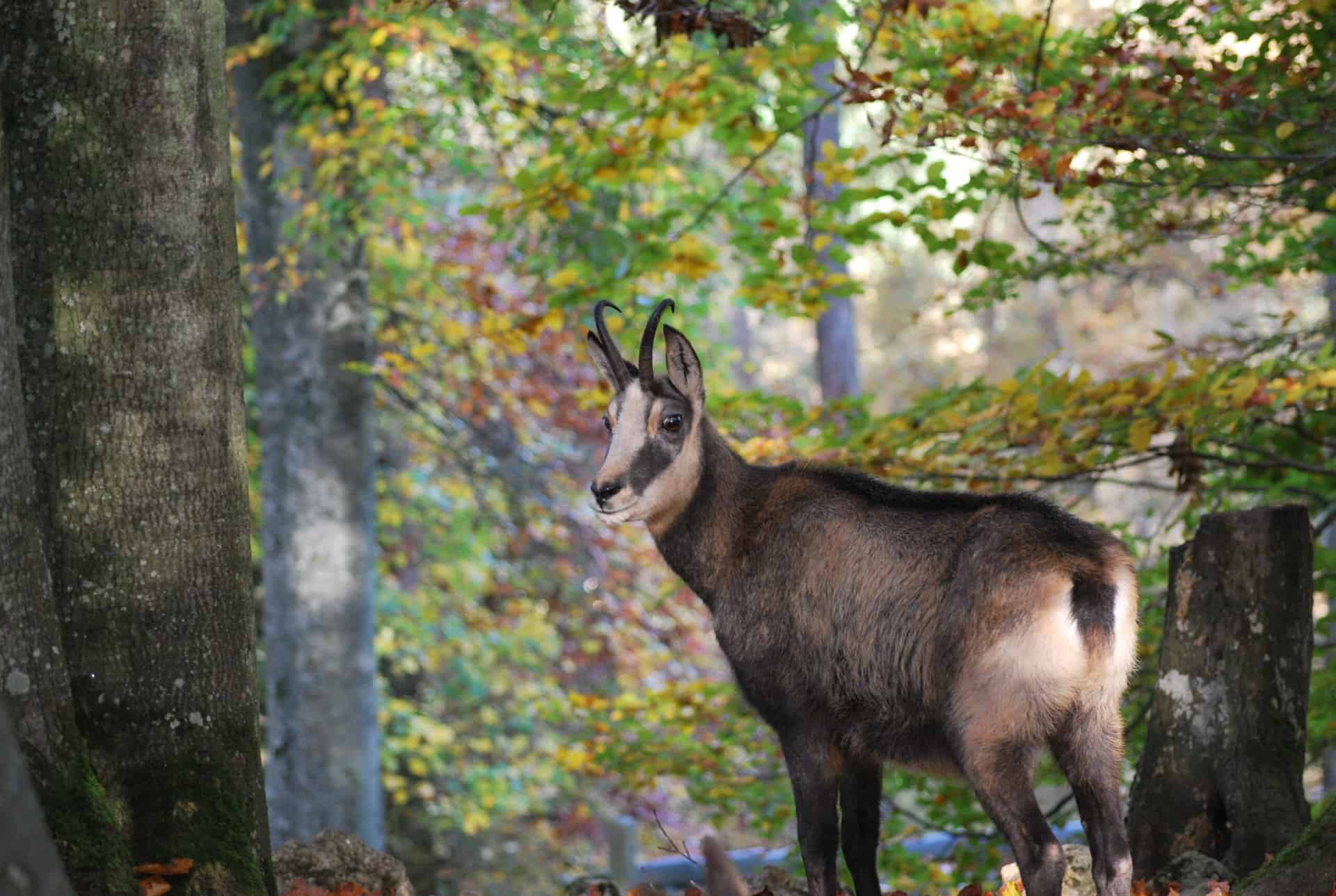 Stilvolle Tierparks Baden Wrttemberg Bild