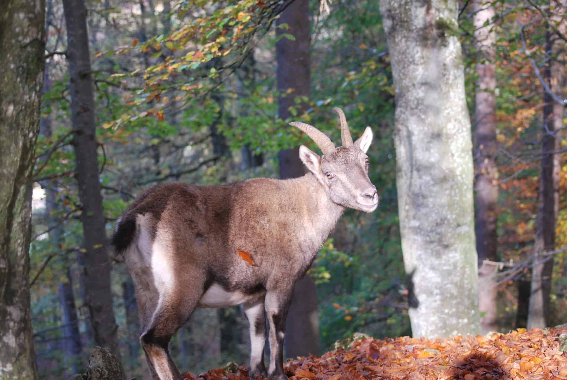 Stilvolle Tierparks Baden Wurttemberg Bild