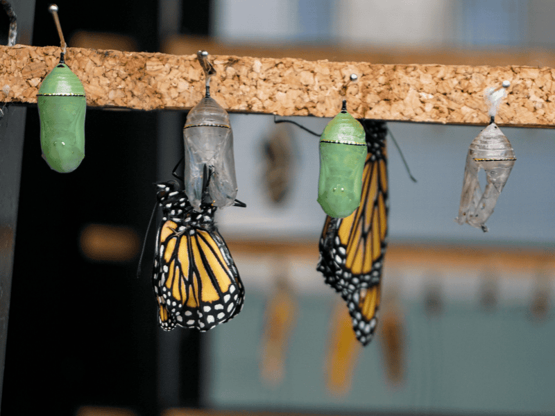 Ideen für Ausflüge mit Kindern: Schmetterlingspark