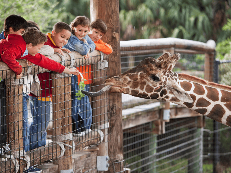 Ideen für Ausflüge mit Kindern: Zoos und Tierparks