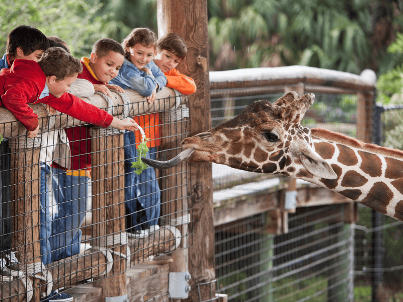 Ideen für Ausflüge mit Kindern: Zoos und Tierparks